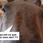 Gîte et chambres d'hôtes, un nouvel abri pour vos chevaux