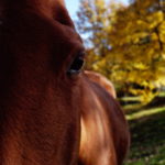 Cheval au gîte équestre