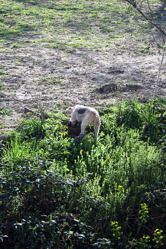 La chasse anti-taupes