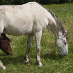 Chevaux au pré au gîte équestre d'En Lanet