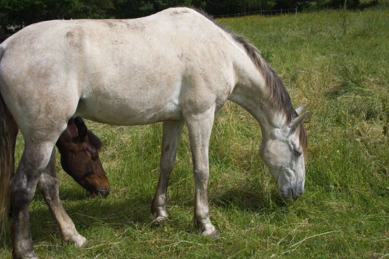 Chevaux au pré au gîte équestre d'En Lanet