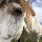 Gardiennage de chevaux en gîte équestre