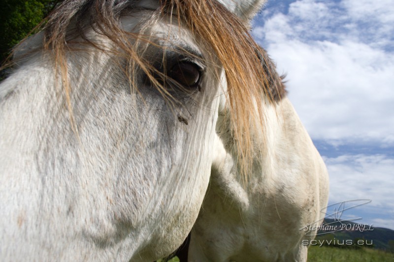 Gardiennage de chevaux en gîte équestre