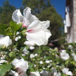 Fleurs autour des chambres d'hôtes