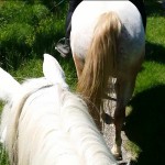 Balade à cheval dans le Tarn