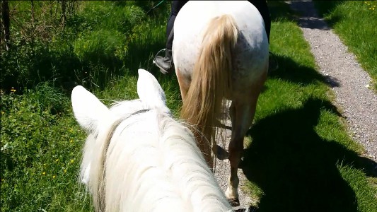 Balade à cheval dans le Tarn