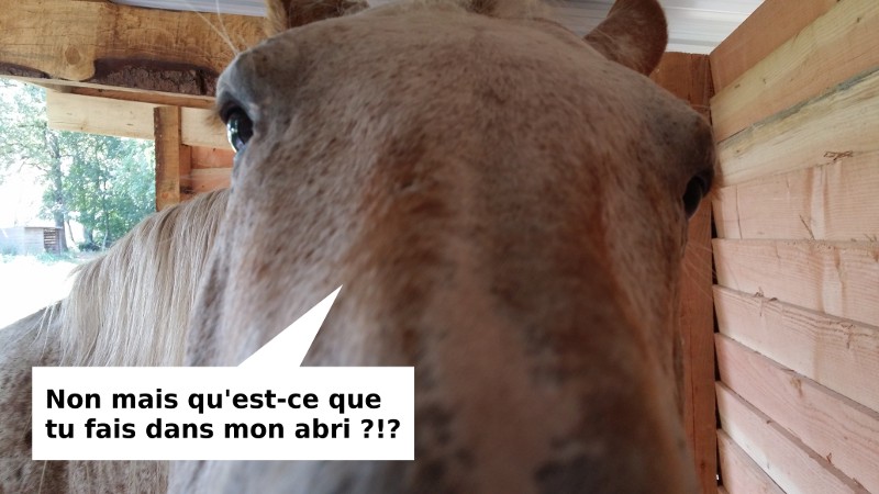 Gîte et chambres d'hôtes, un nouvel abri pour vos chevaux