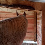 Gîte équestre, un nouvel abri pour chevaux