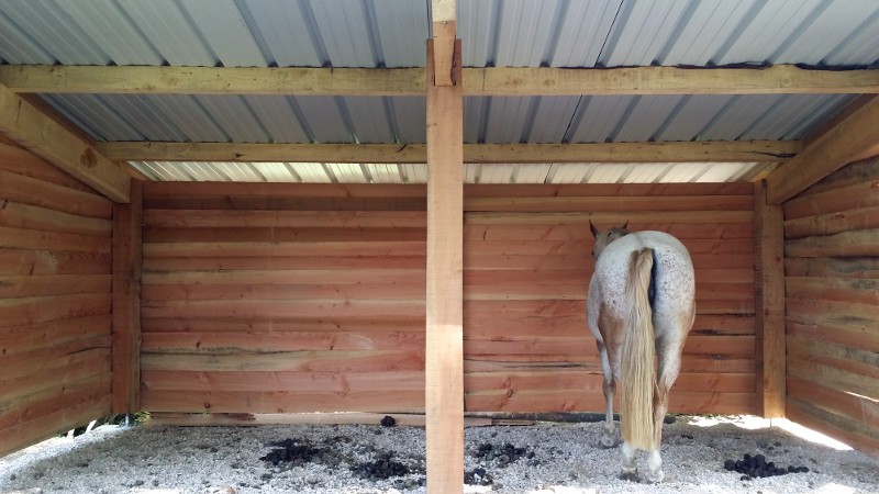 Gîte équestre, un nouvel abri pour vos chevaux