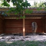 Gîte équestre, un nouvel abri pour chevaux