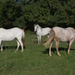 Chevaux au pré au gîte équestre