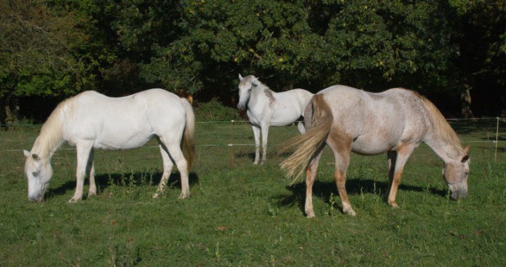 Chevaux au pré au gîte équestre