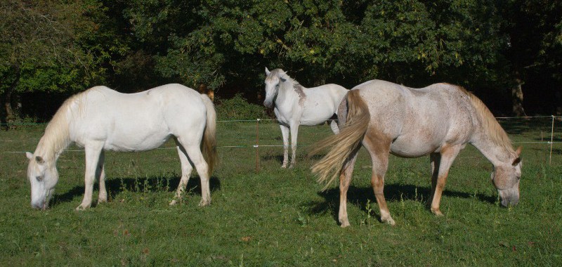 Chevaux au pré au gîte équestre