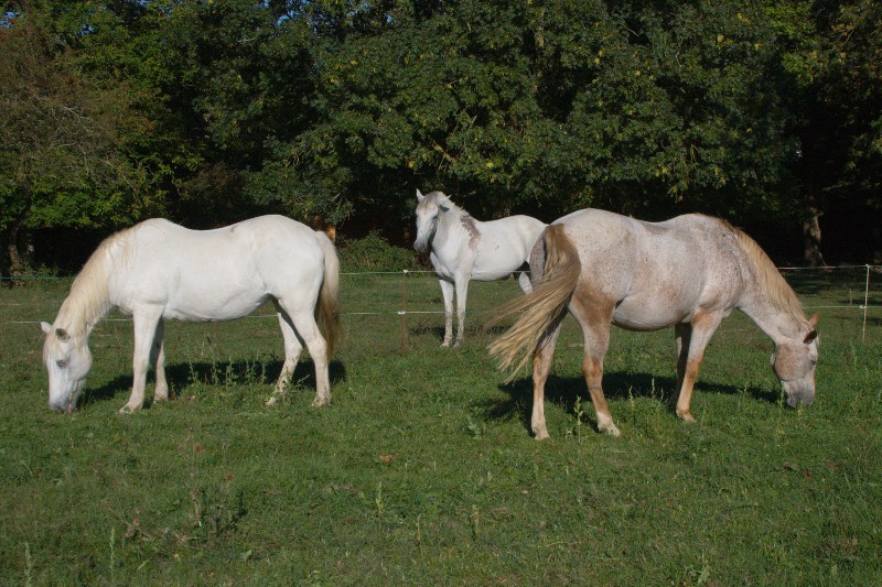 Chevaux au pré au gîte équestre