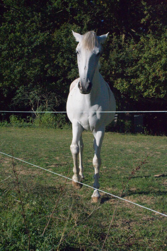 Havane : Espagnol au gîte equestre