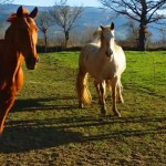 Nouvelle jument au gîte équestre le Relais d'En Lanet