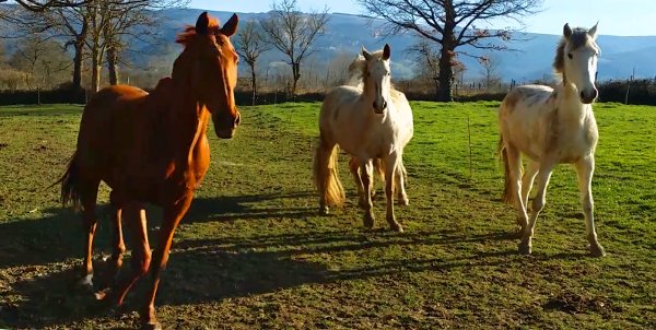 Nouvelle jument au gîte équestre le Relais d'En Lanet