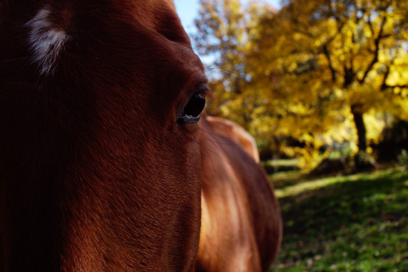 Cheval au gîte équestre