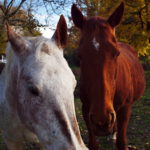 Chevaux au gîte équestre