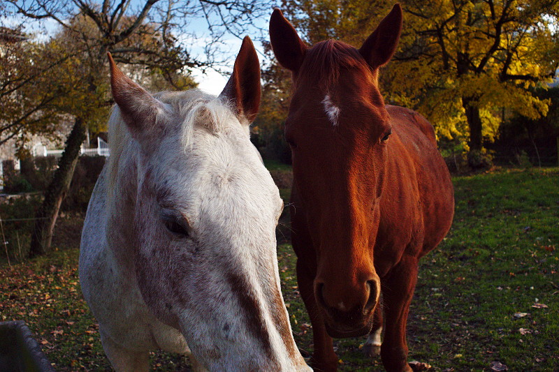 Chevaux au gîte équestre