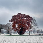 Neige dans le Tarn