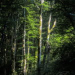 Forêt des Cammazes depuis la Rigole