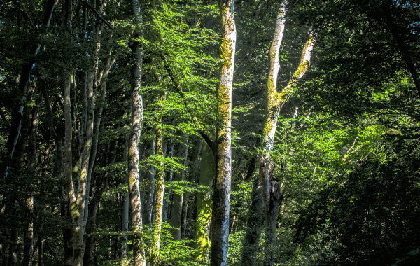 Forêt des Cammazes depuis la Rigole