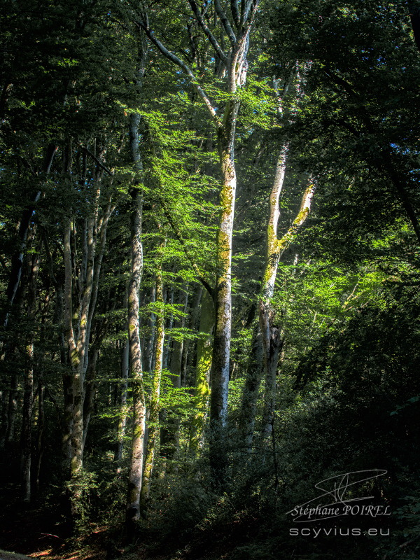 Forêt des Cammazes depuis la Rigole