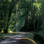 Forêt des Cammazes et la Rigole