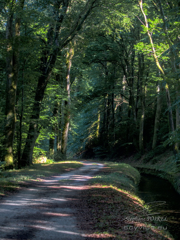 Forêt des Cammazes et la Rigole