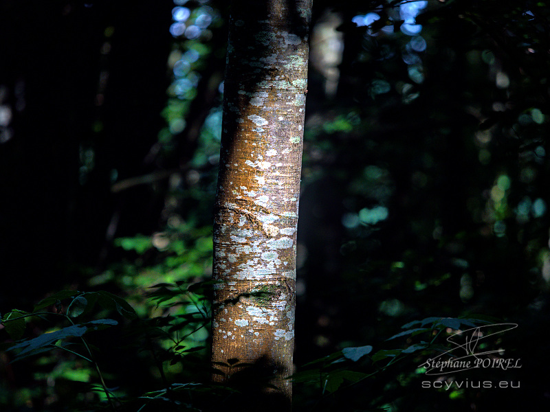 Forêt des Cammazes