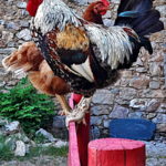 Le coq César