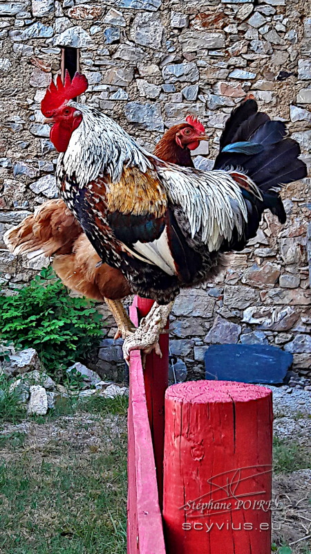 Le coq César