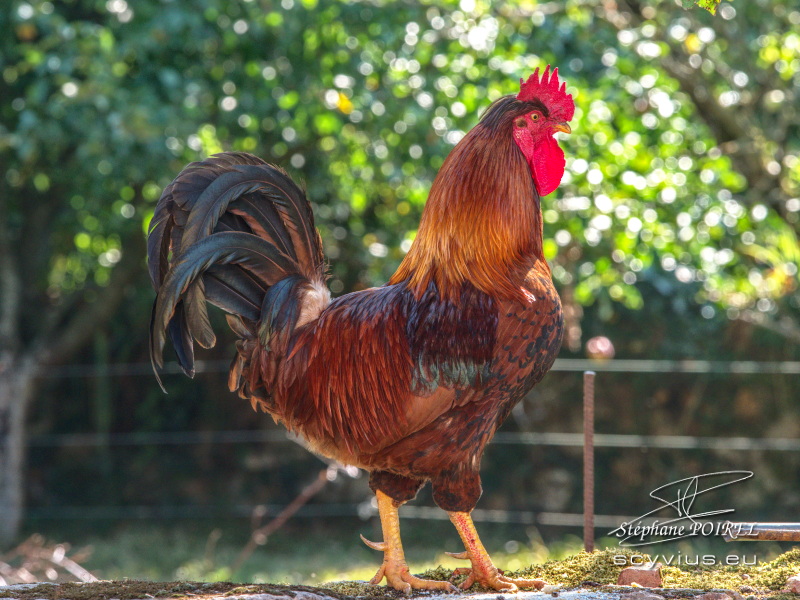 Le coq Calmos, dit "le sage"