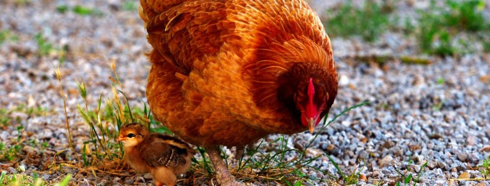 Le dernier poussin et sa mère poule