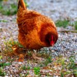 Le dernier poussin et sa mère poule