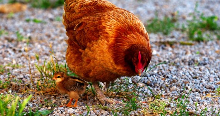 Le dernier poussin et sa mère poule