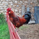 Le coq Diabolo