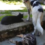 Les chats et le chien