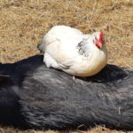 Les poules de la ferme