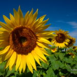 Tournesols à Dourgne