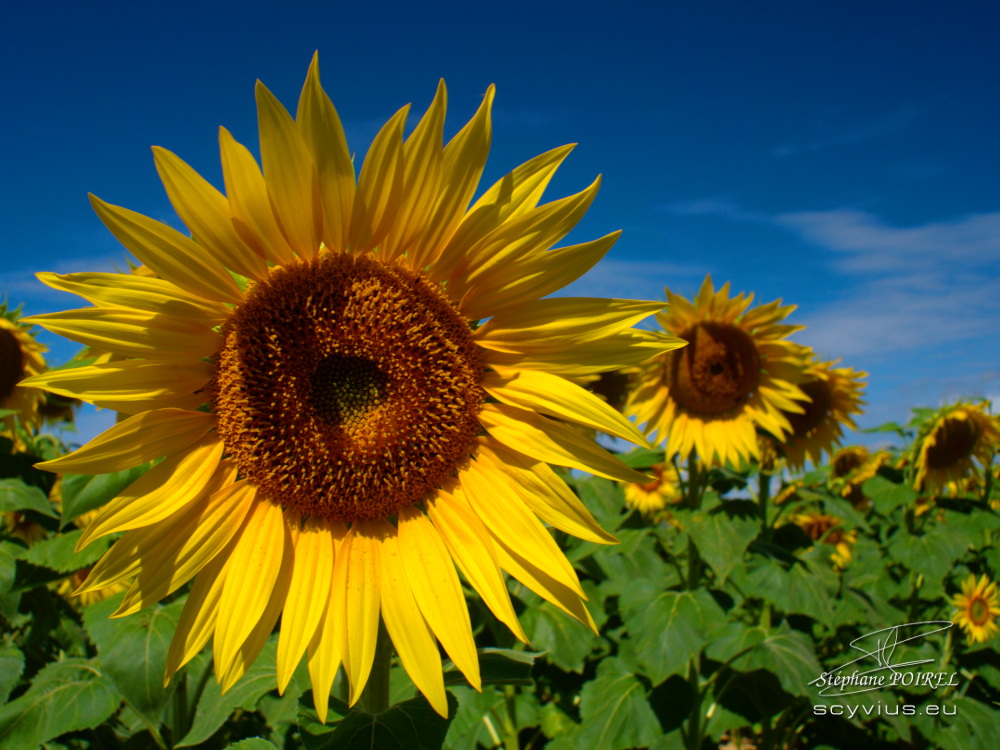 Tournesols à Dourgne